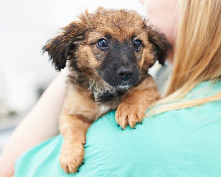 puppy with vet