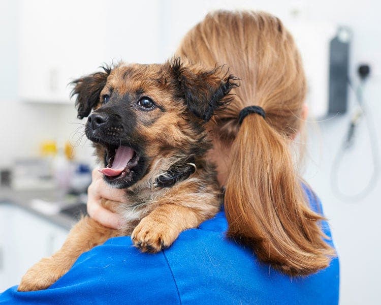 Puppy yawning being held by vet