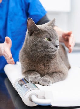 Grey cat on scales
