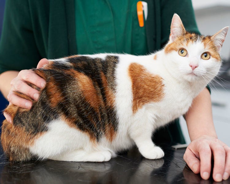 Ginger and white tabby cat with vet