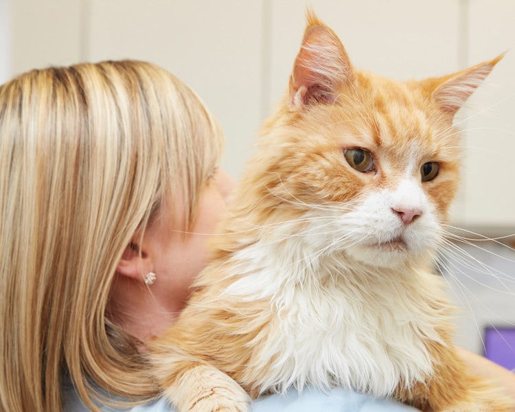 Maine coon cat with vet