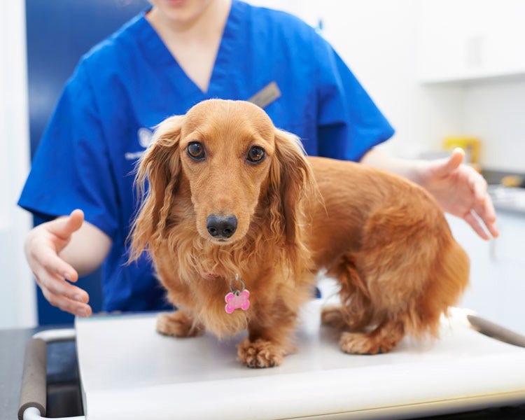 Dacshund being weighed by vet