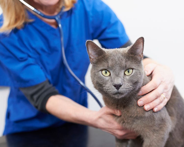 Grey cat with vet being examine with stethoscope