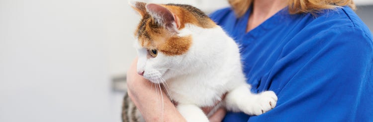 Ginger and white cat being held by vet