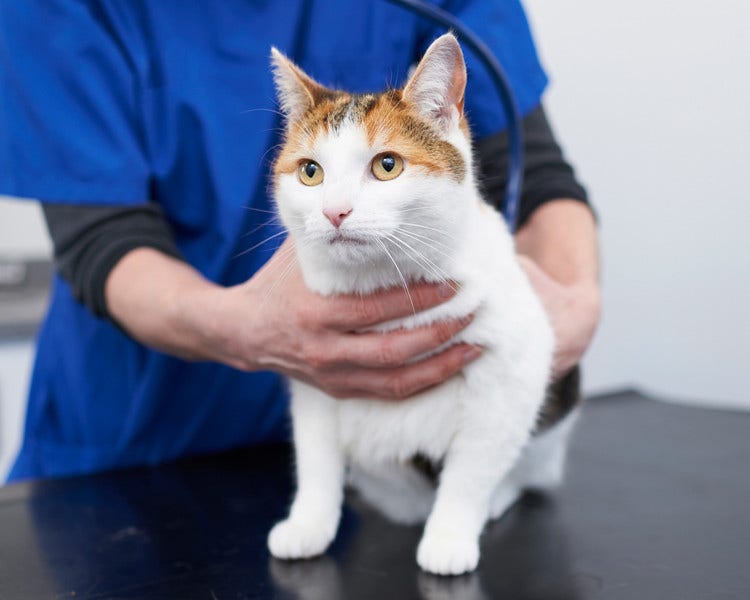 Ginger cat with vet
