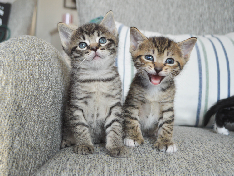 kittens