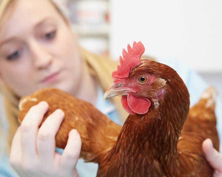 Chicken with wing spread being examined by vet